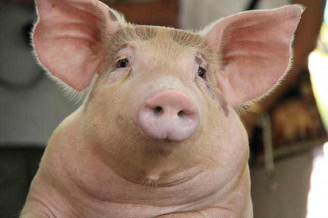 Польза и вред свиной шкуры для организма