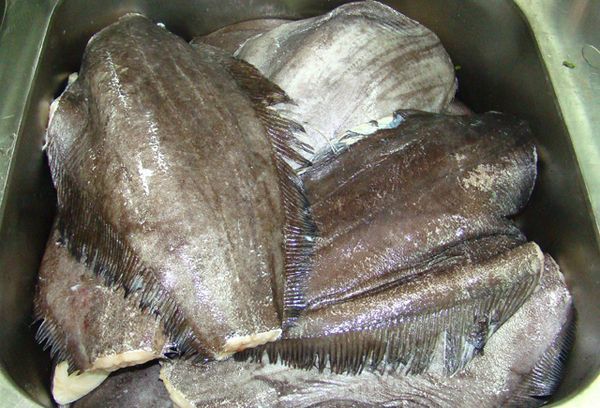 Рыба палтус и его икра — польза и возможный вред