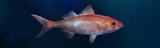 Рыба красноглазка — польза и вред
