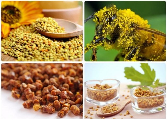 Что полезнее для здоровья пыльца или перга