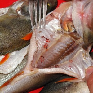 Рыба сырок — польза и вред