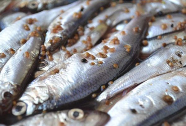 Рыба салака: польза и вред для организма