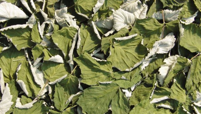 Чай из листьев малины: польза и возможный вред