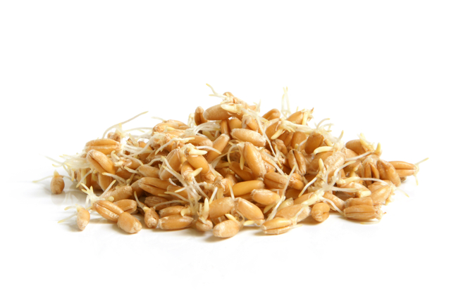 Чем полезны и вредны зародыши пшеницы