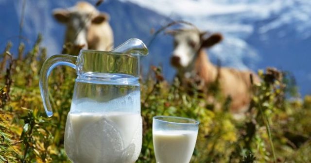 Парное молоко — польза и вред