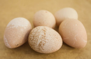 Яйца фазана — полезные свойства и вред