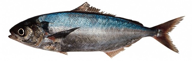 Чем полезна и чем вредна рыба саворин