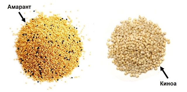 Семена амаранта: польза, вред и как принимать