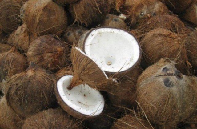 Чем полезен и чем вреден кокос для организма