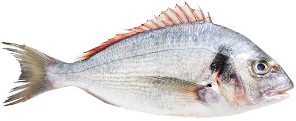 Рыба дорадо — польза и вред