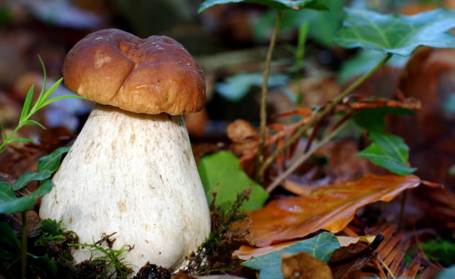 Польза и вред грибов для организма