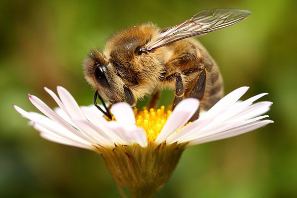 Пчелиный воск: полезные свойства и вред