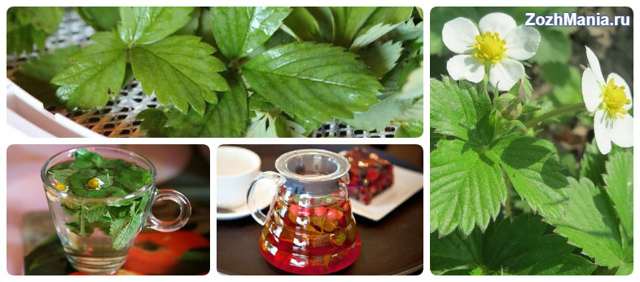 Чай из листьев земляники — польза и вред