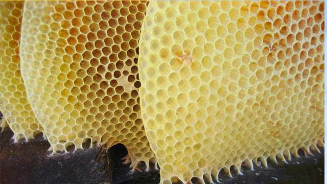 Пчелиный воск: полезные свойства и вред