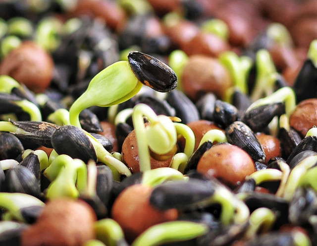 Пророщенные семена подсолнечника — польза и вред