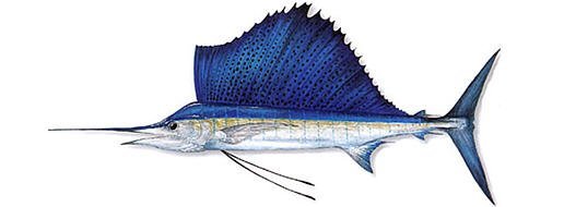 Рыба марлин: чем полезна и чем вредна