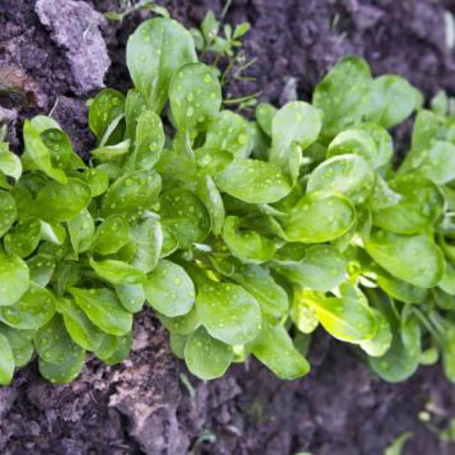 Салат корн: полезные свойства и возможный вред