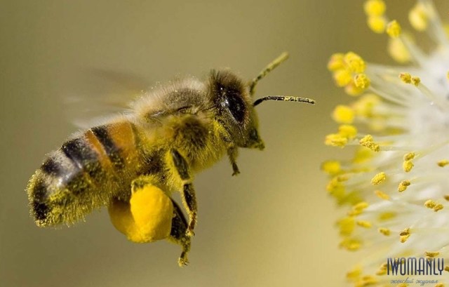 Цветочная пыльца: польза и возможный вред