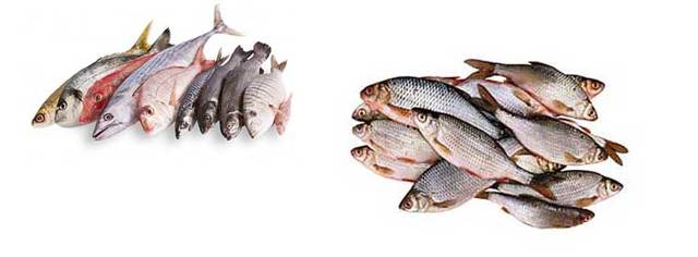 Рыба: польза и вред для организма