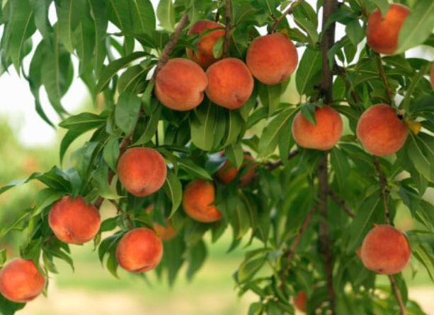 Польза и вред персиков для организма