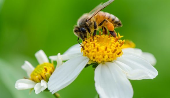 Цветочная пыльца: польза и возможный вред
