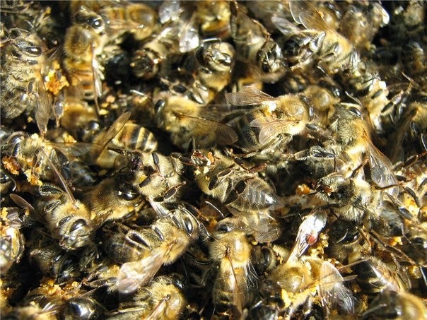 Пчелиный подмор: польза, вред и как принимать