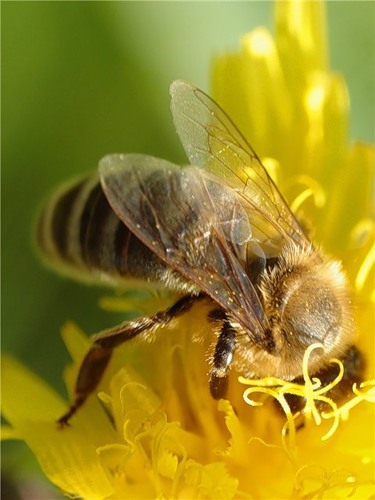 Пчелиный подмор: польза, вред и как принимать