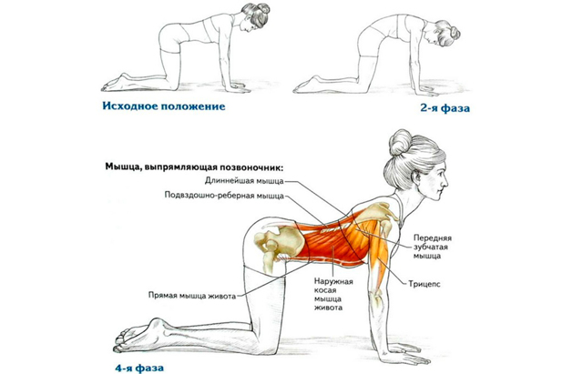 Упражнения для здоровой спины: урок первый