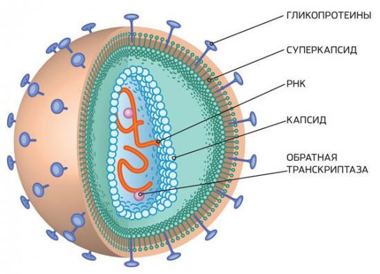 Стал известен «срок жизни» коронавируса на разных поверхностях