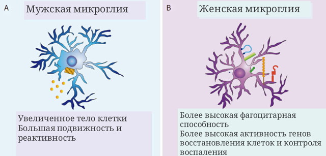 Мозг напрямую связан с иммунитетом