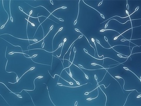 Радиация от смартфона разрушает сперму у мужчин
