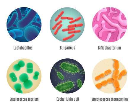 Полезные бактерии защитят от вредных