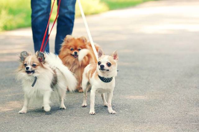 Прогулки с собаками позволяют сохранить здоровье