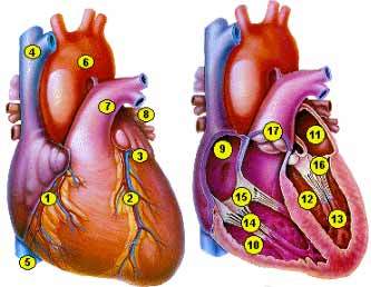 Работа сердца, как основного органа