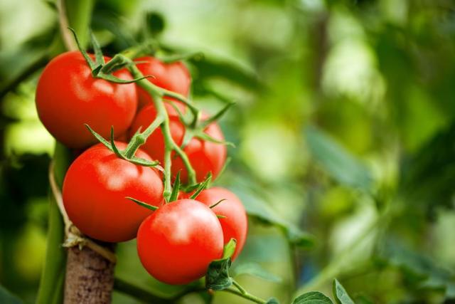 Дмитрий Пушкарь: помидоры не предотвратят рак простаты