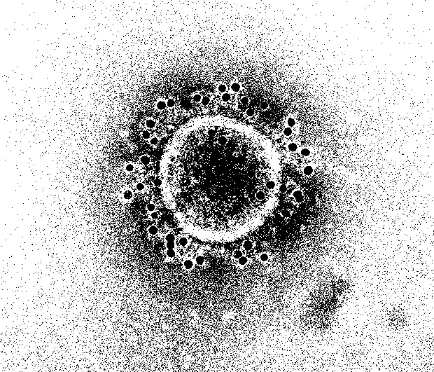 Не меньше 6 месяцев длится клеточный иммунитет к SARS-Cov-2