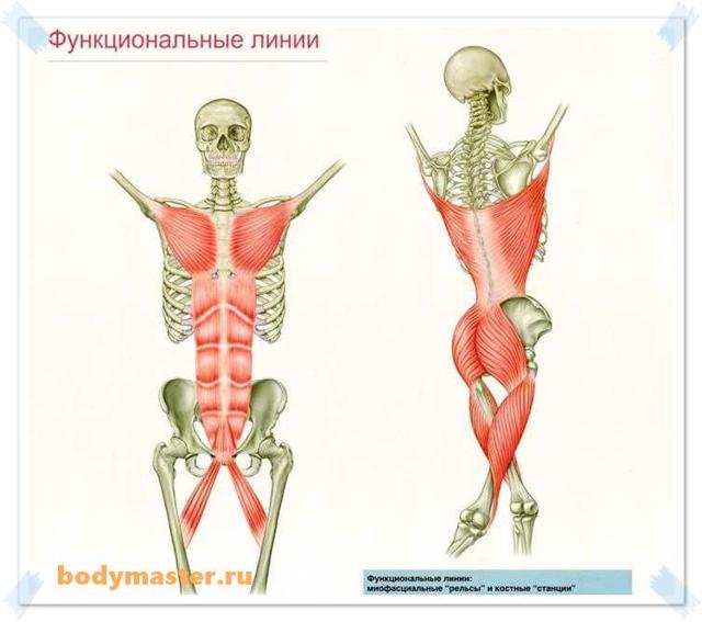 Чтобы накачать мышцы необязательно перенапрягаться