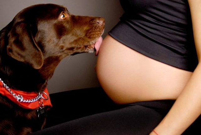 Собака – друг беременных женщин
