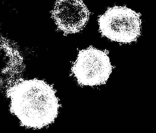 Не меньше 6 месяцев длится клеточный иммунитет к SARS-Cov-2