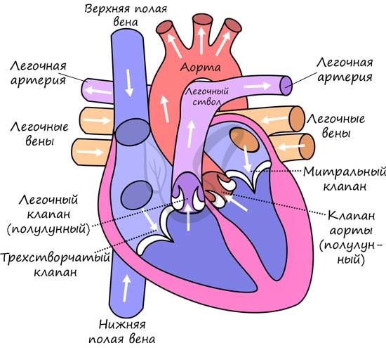 Работа сердца, как основного органа