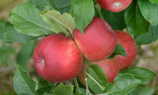 Яблоки продлевают жизнь и здоровье