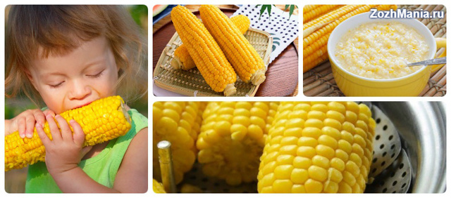 Кукуруза в початках: польза и опасность летней еды