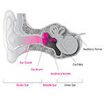 Как работают органы слуха