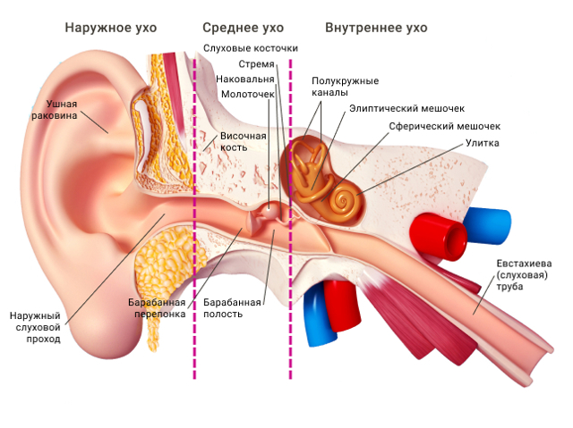 Как работают органы слуха